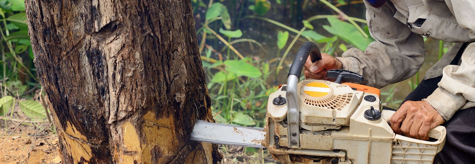 Professional tree removal service in Edmond, Oklahoma - McCauley Tree Co expert arborists using chainsaw equipment for safe tree cutting and removal