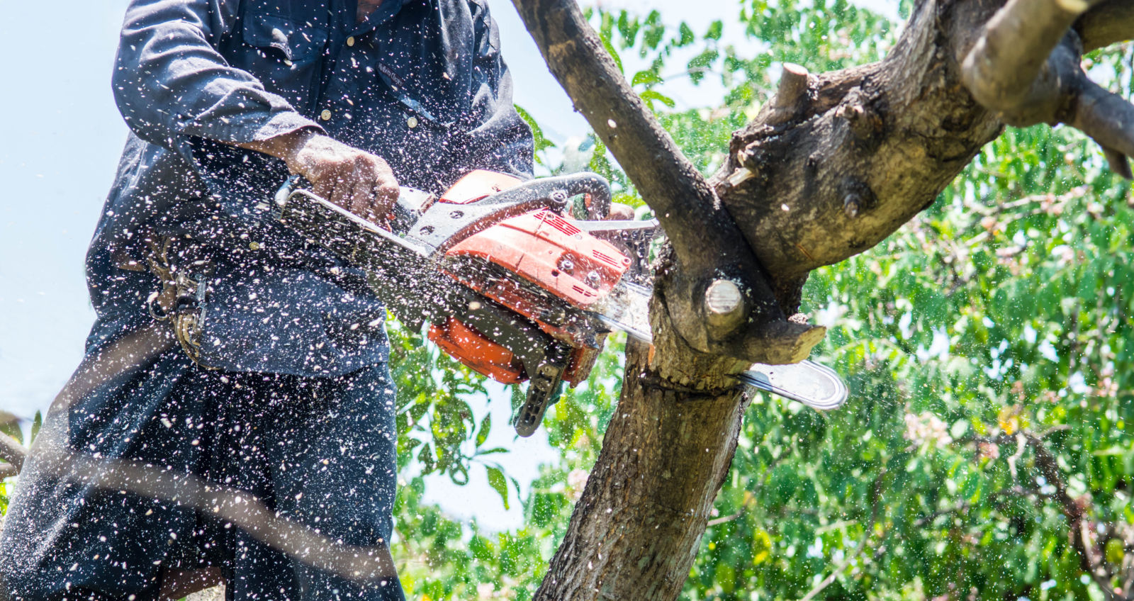 Professional tree pruning and shaping services in Edmond, Oklahoma - McCauley Tree Co enhancing tree health and aesthetics with expert care