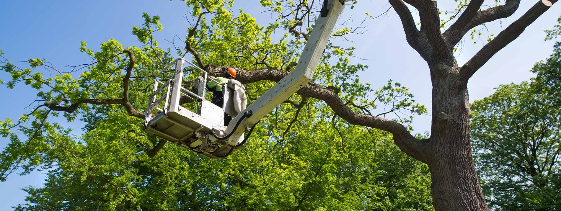 Professional tree trimming service in Edmond, Oklahoma - McCauley Tree Co expert arborists using cherry picker equipment for safe tree care