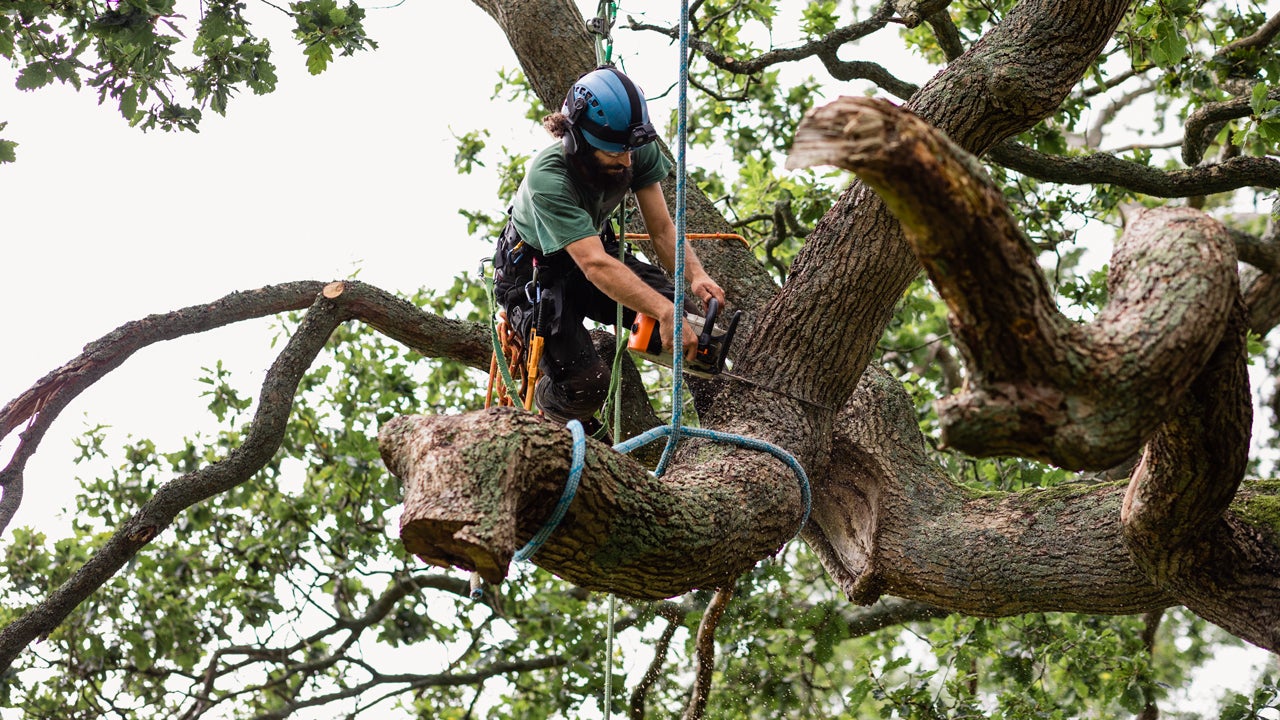 Expert tree trimming and pruning services in Edmond, Oklahoma - McCauley Tree Co arborists maintaining healthy and beautiful trees