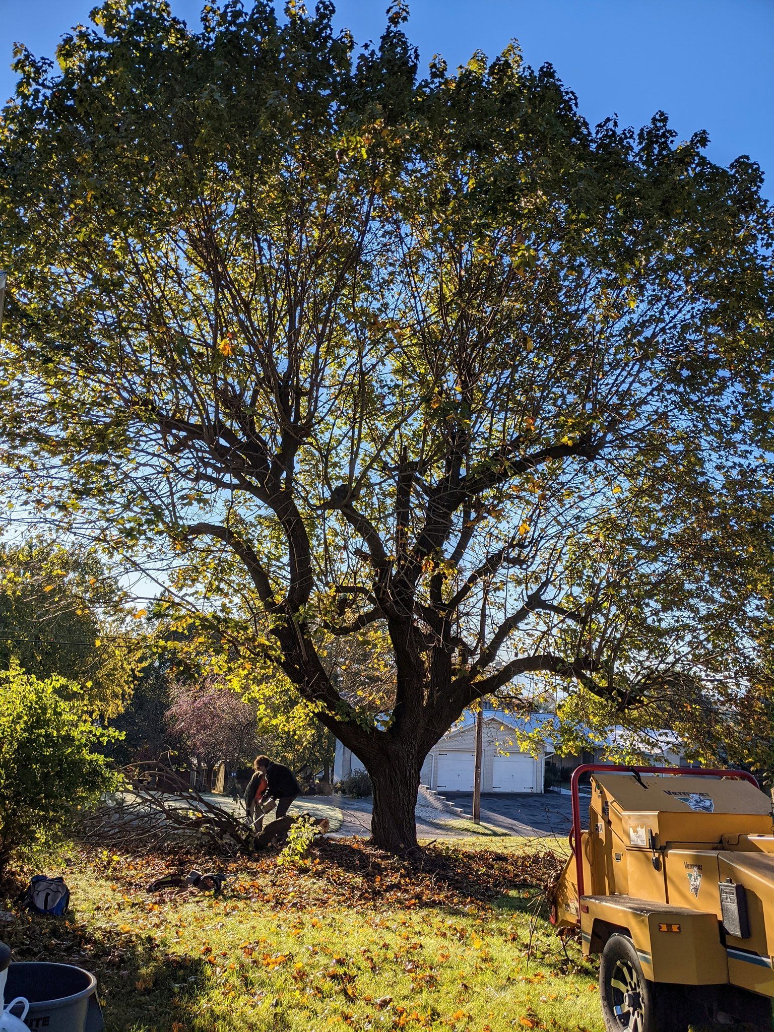 Professional tree removal service in Edmond, Oklahoma - McCauley Tree Co licensed and insured arborists safely removing large trees