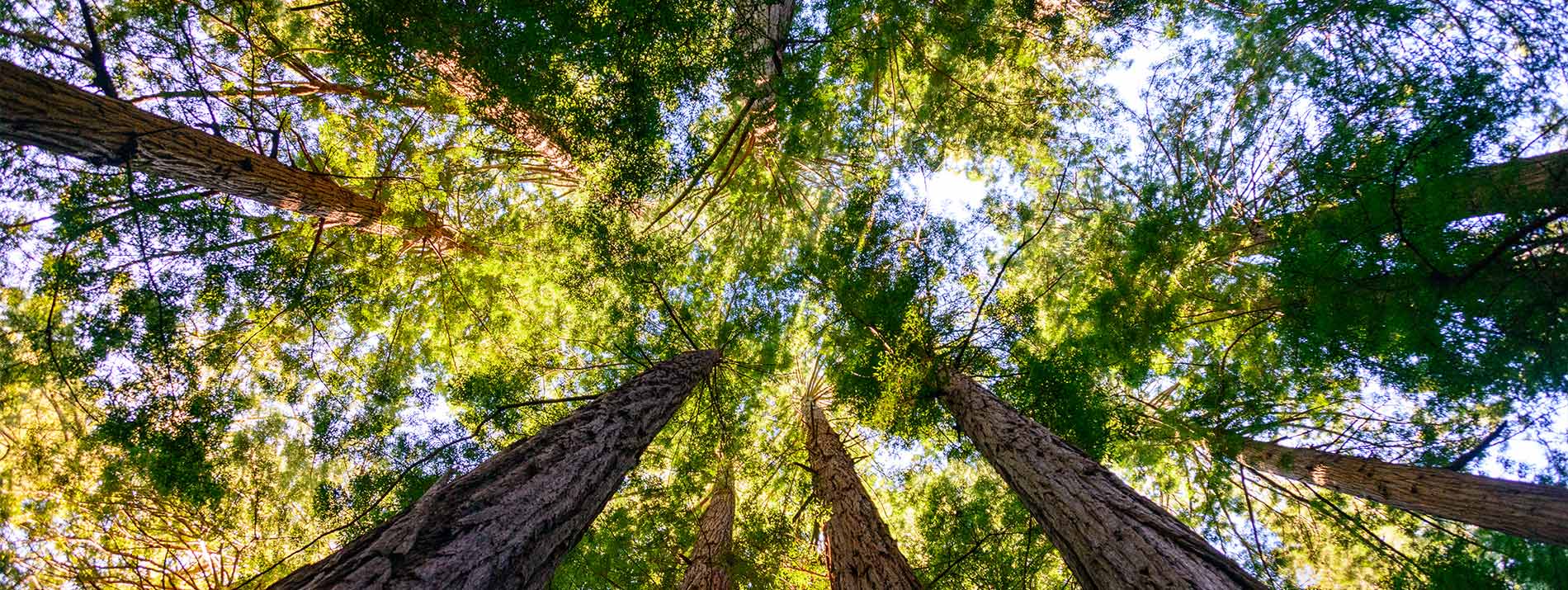 Comprehensive tree health and maintenance services in Edmond, Oklahoma - McCauley Tree Co regular care for healthy and beautiful trees